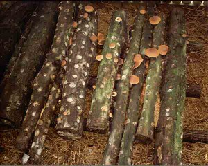 Mushroom-Logs