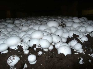 Mushrooms-Button